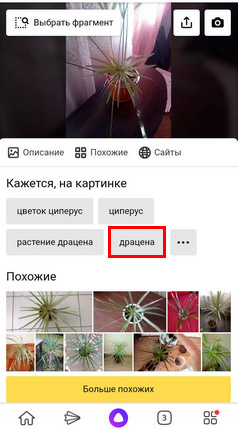 Поиск растений в сервисе Яндекс