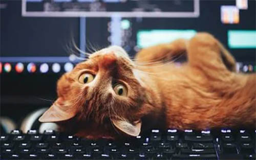 Кот на клавиатуре 