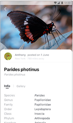 Описание насекомого в приложении для поиска по фото