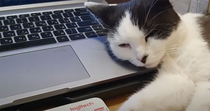 Кот на клаве